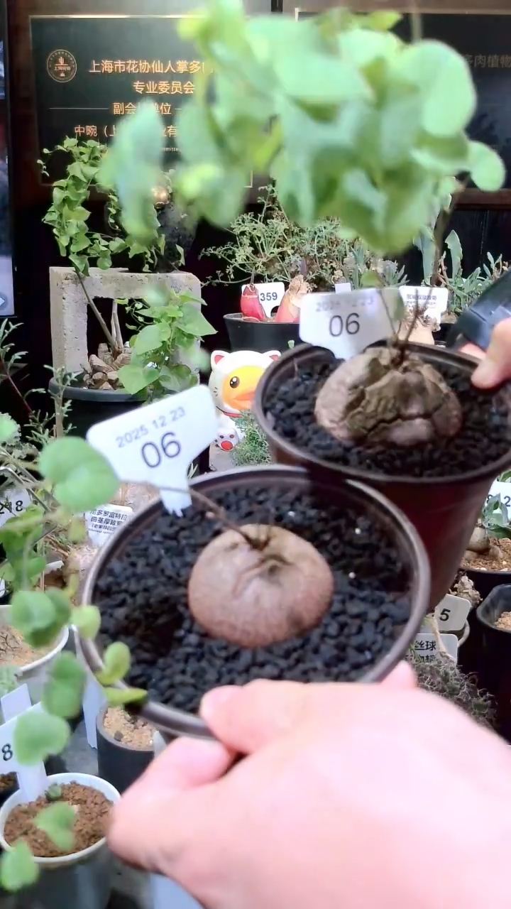 06号1223福利南非龟甲龙买一送一