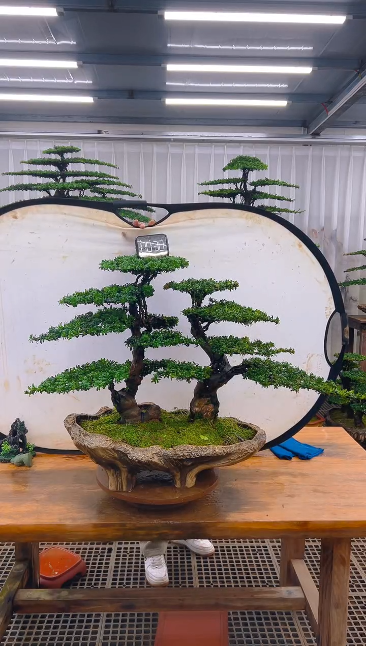 无花朵精品盆景直播间一物一拍