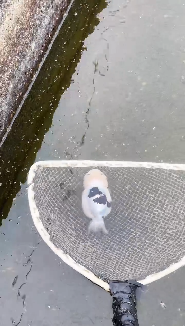 金鱼习****a观赏鱼金鱼兰寿金鱼 不包邮