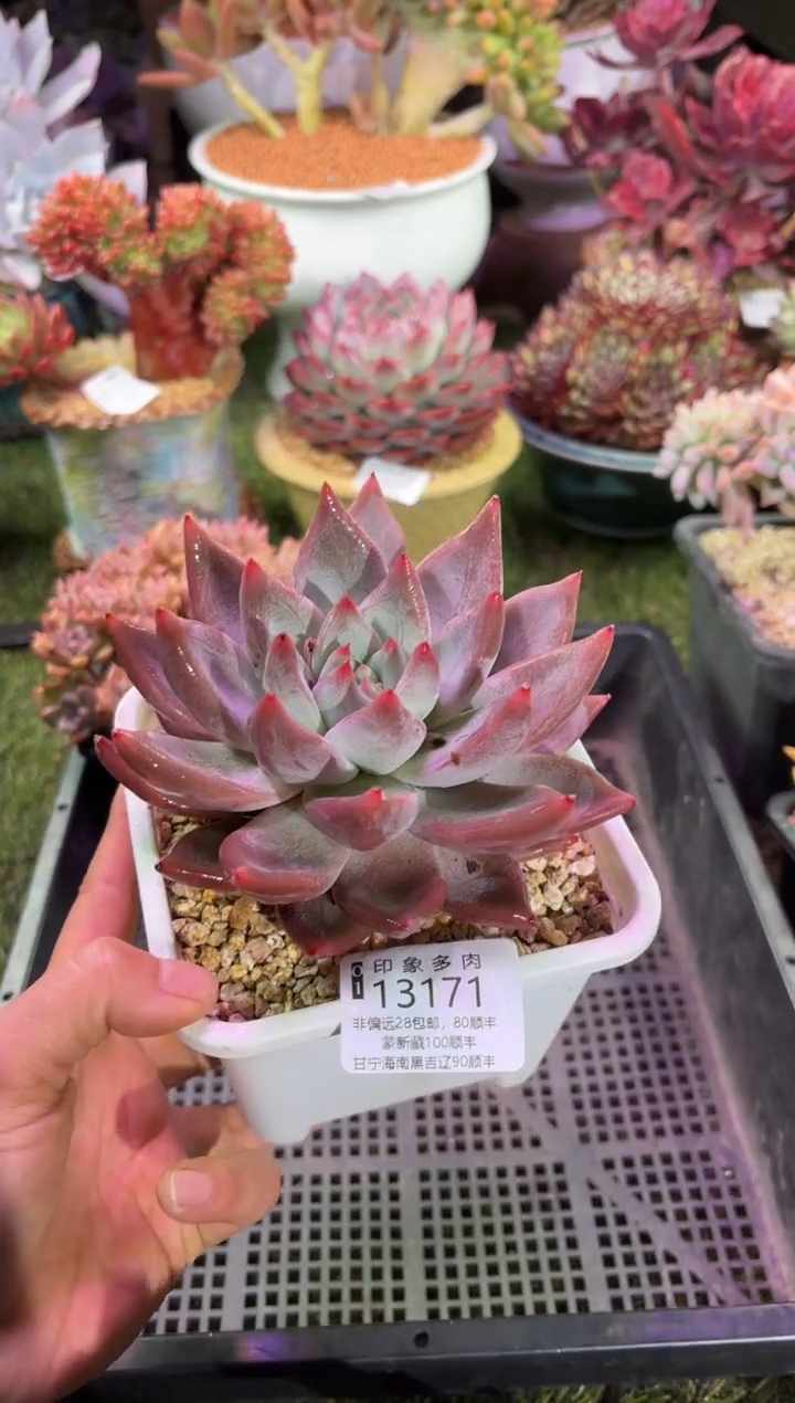 【闪购商品】13171