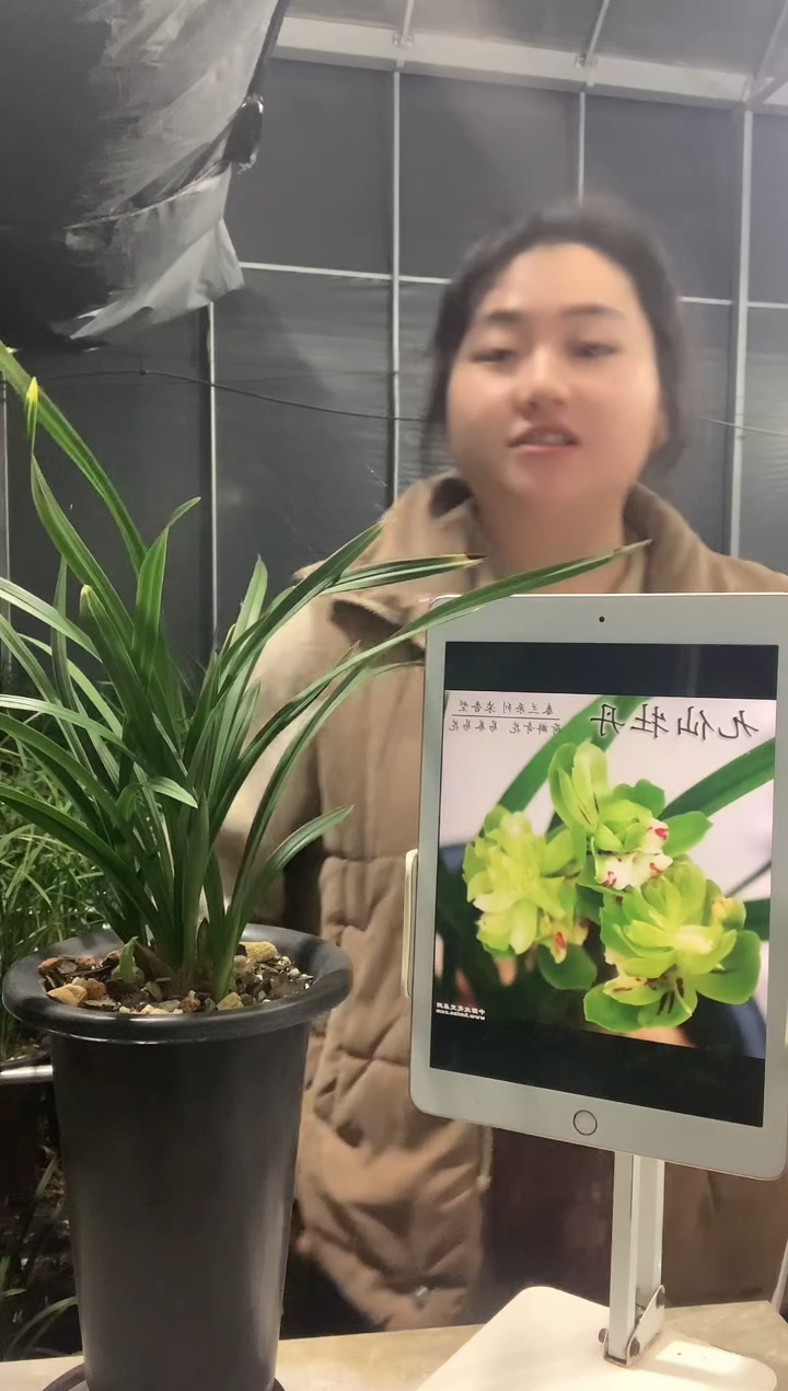 大部分开放少量花苞熊**生九仙牡丹