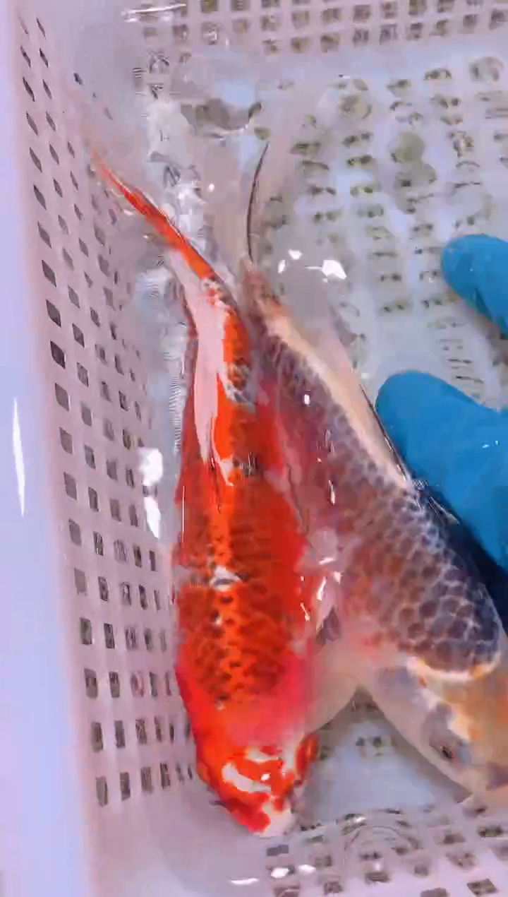 锦鲤冷水观赏鱼全场包邮101