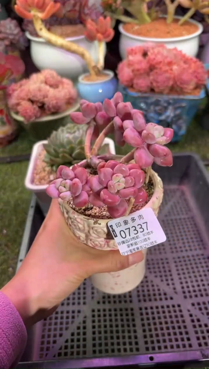 【闪购商品】07337