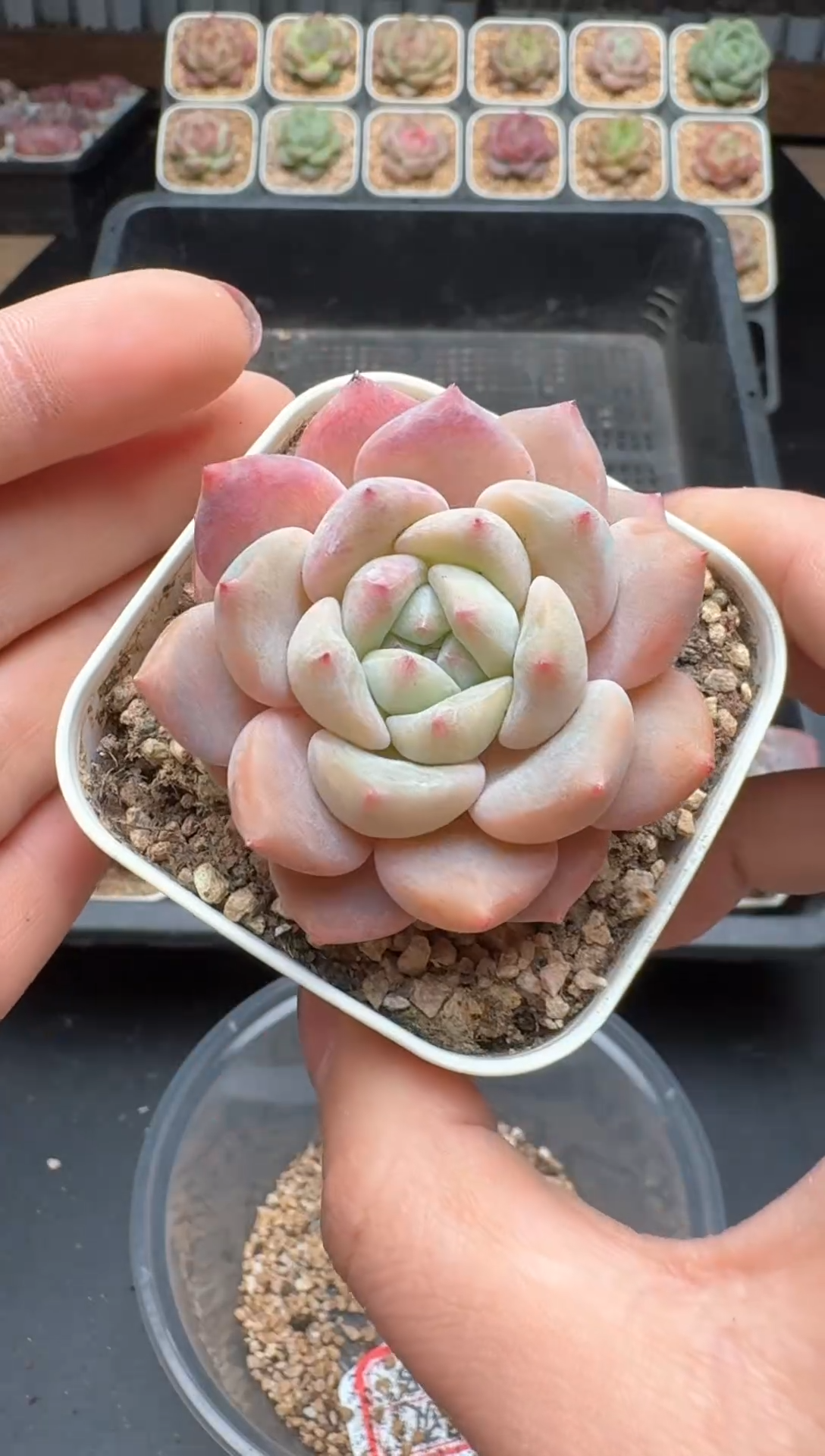 【闪购商品】599号 珍妮杂交多肉 花卉植物