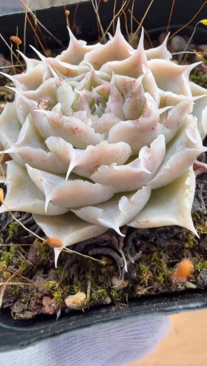 东云多肉园二店-282