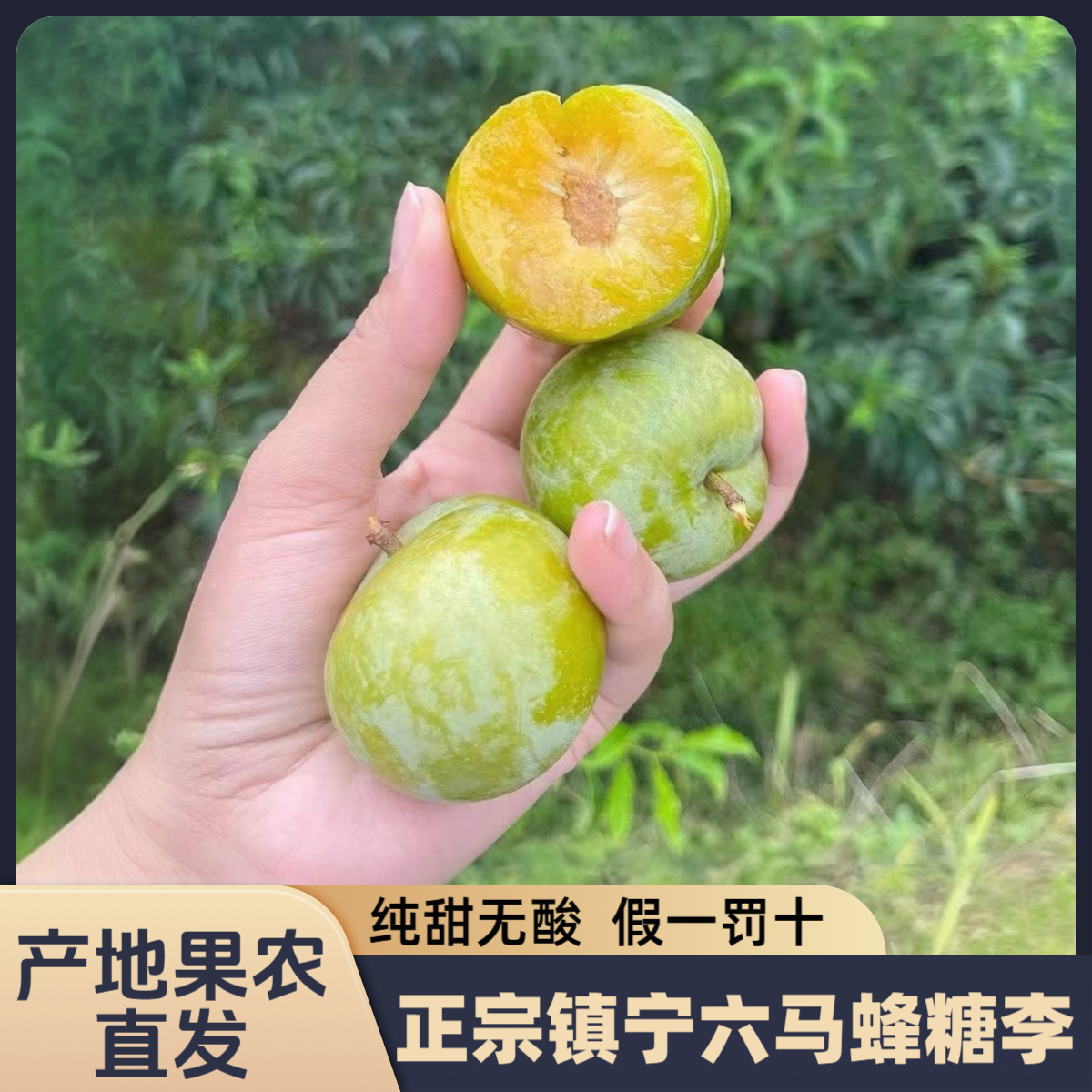 XLJ【顺丰空运】正宗贵州六马蜂糖李纯甜无酸新鲜采摘高端应季水果