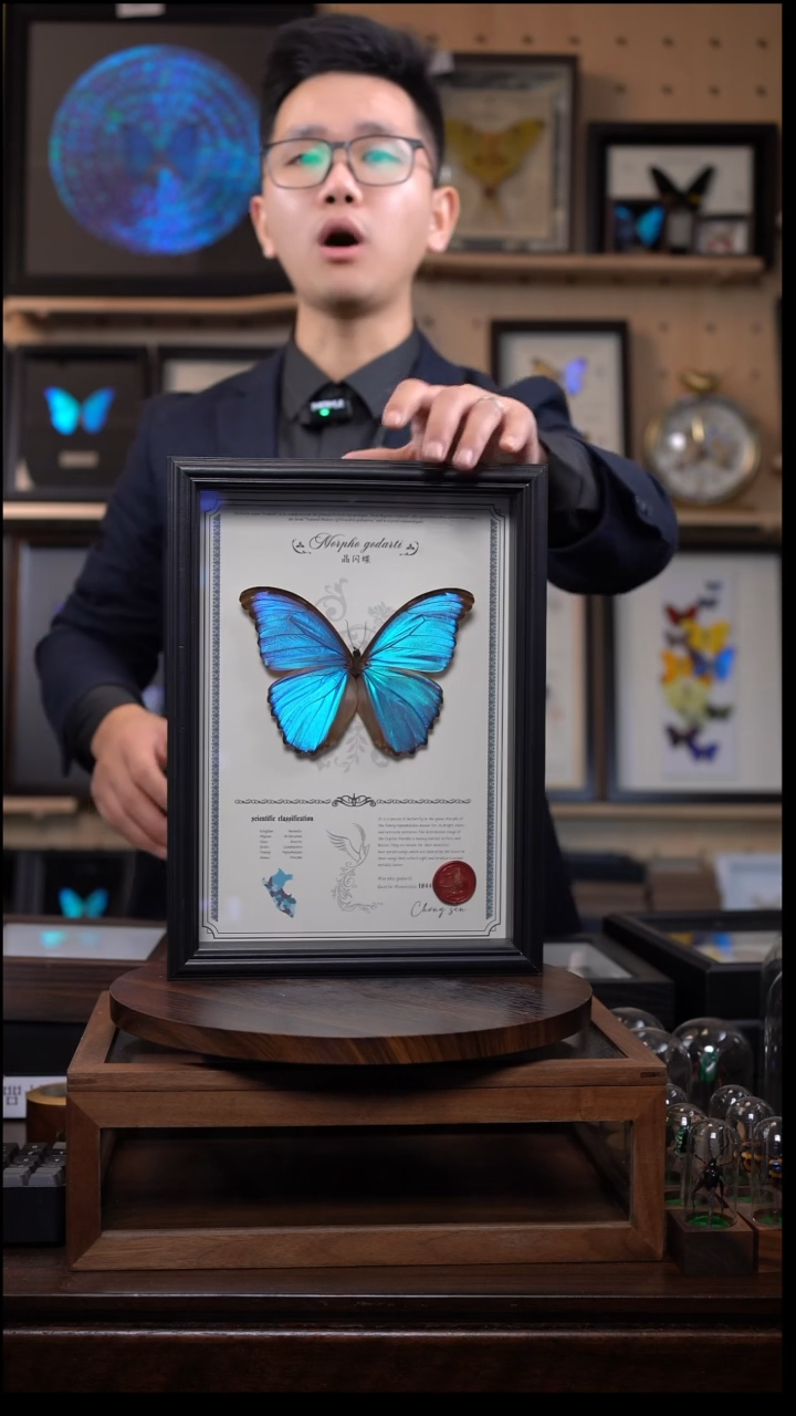 蝴蝶标本摆件竞拍晶闪蝶k159
