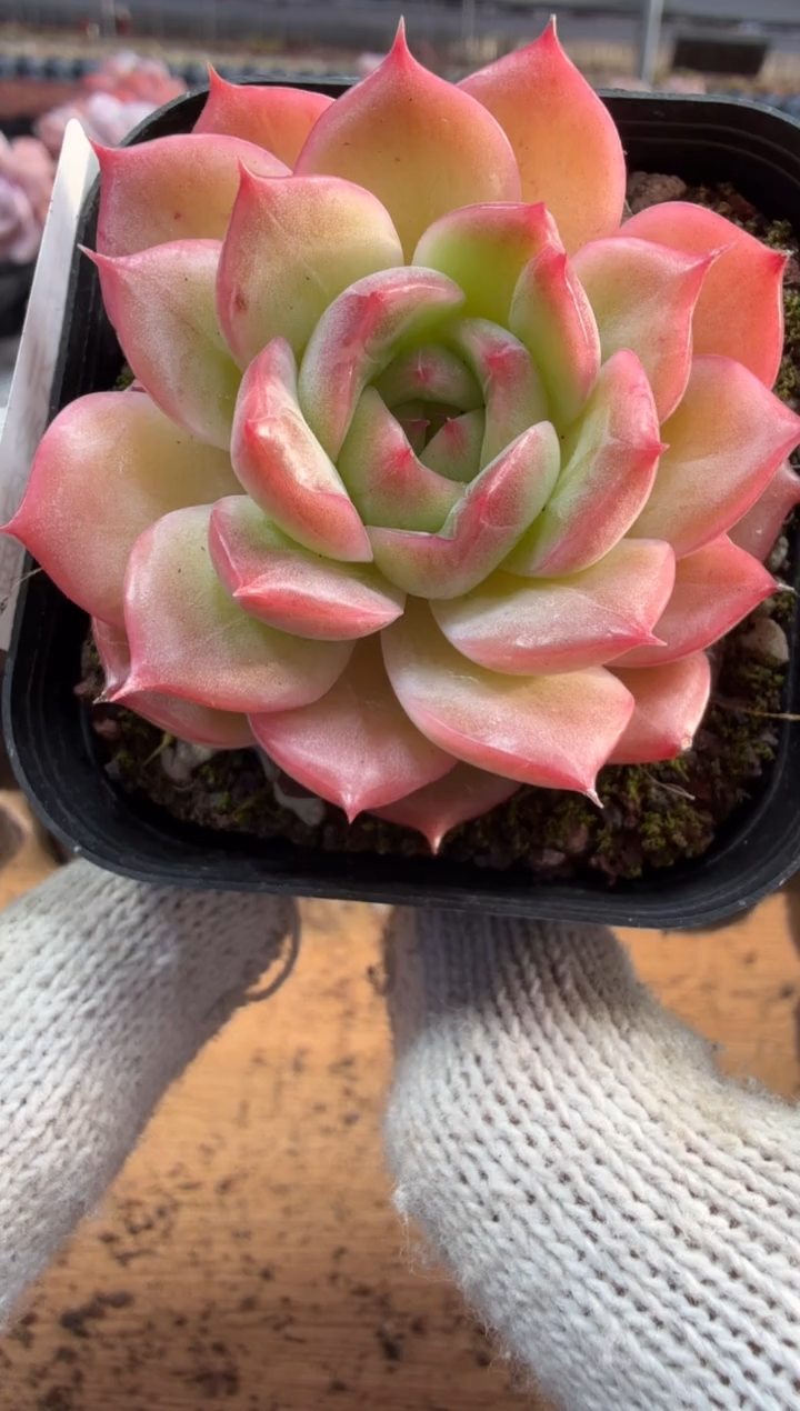 东云多肉园三店-206