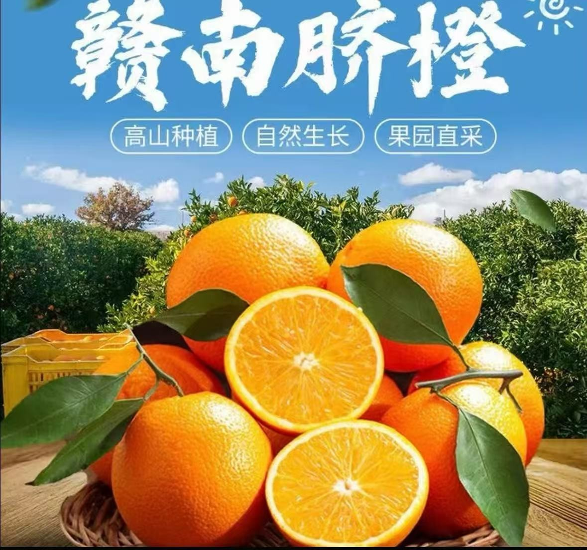 【现摘现发】正宗赣南脐橙橙子新鲜产地直发多汁橙子 多仓发货HD