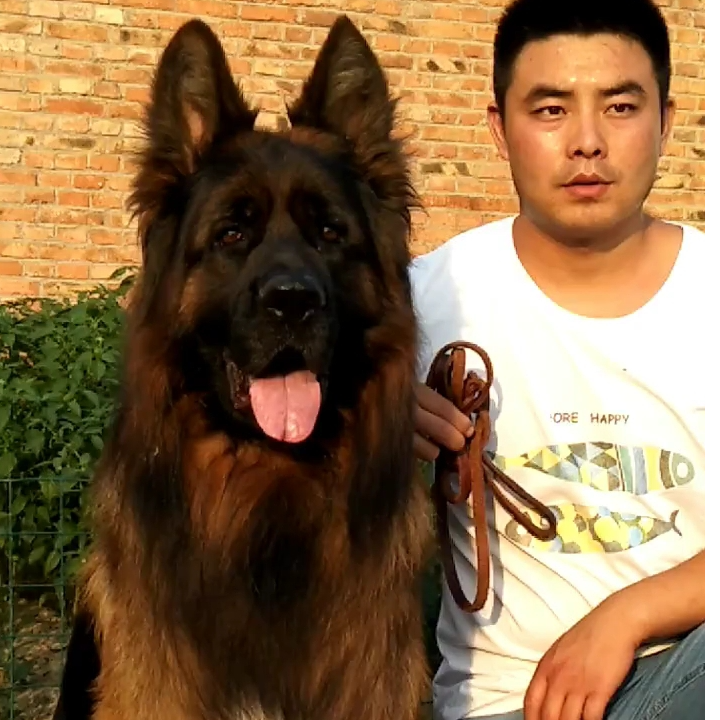 （江苏理想德牧）T狗狗活体