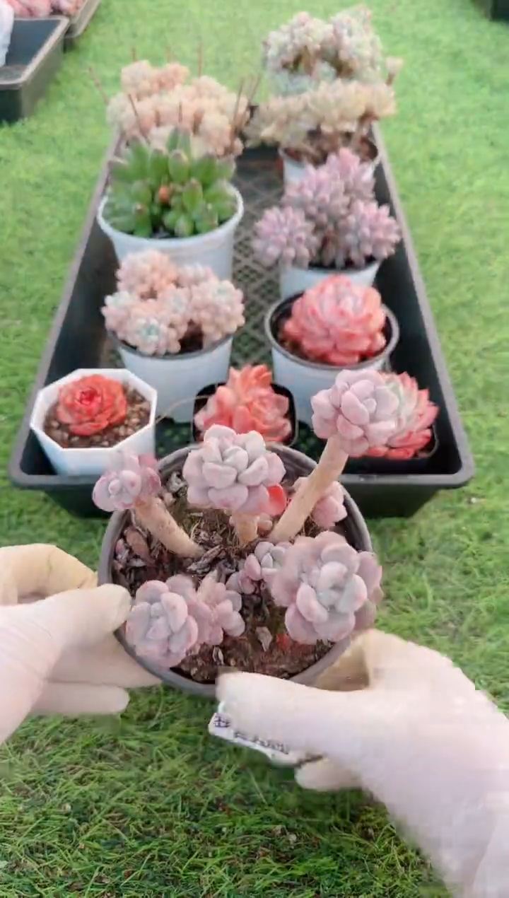 【闪购商品】梦会多肉一物一拍