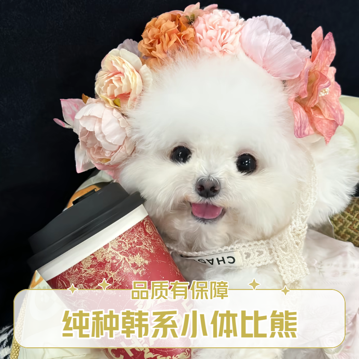 大王宠业-纯种韩系小体比熊雪纳瑞宠物小狗狗专拍