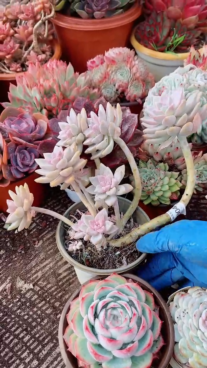 花***宿跃跃精品多肉08044