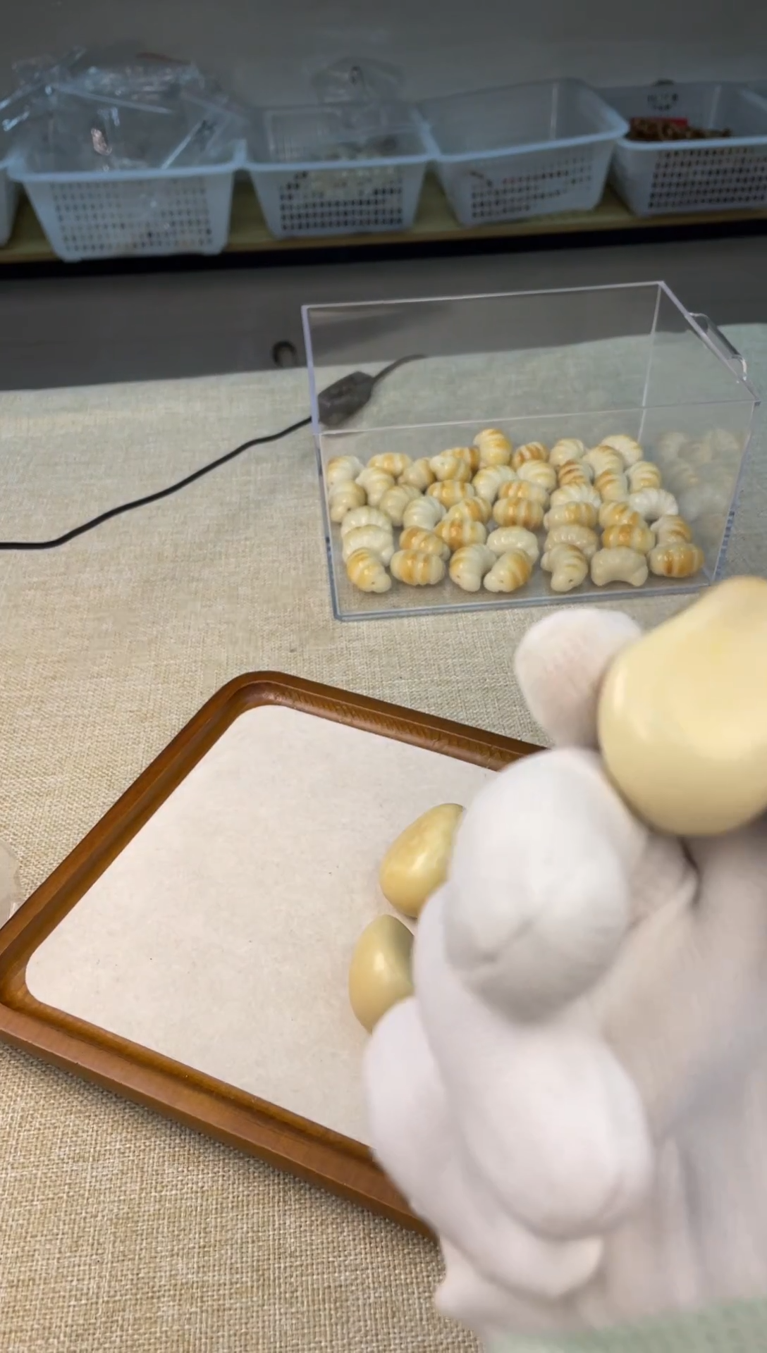 把件菩提根/象牙果09