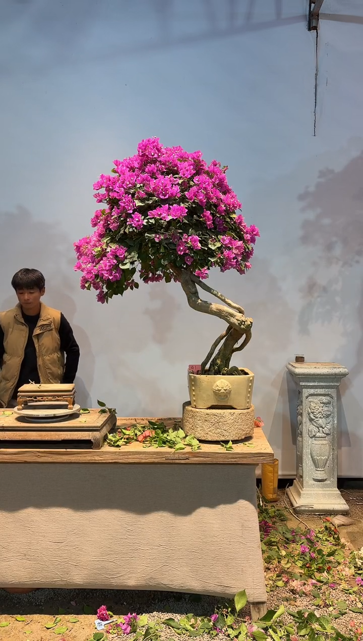 全部花朵k****n三角梅41