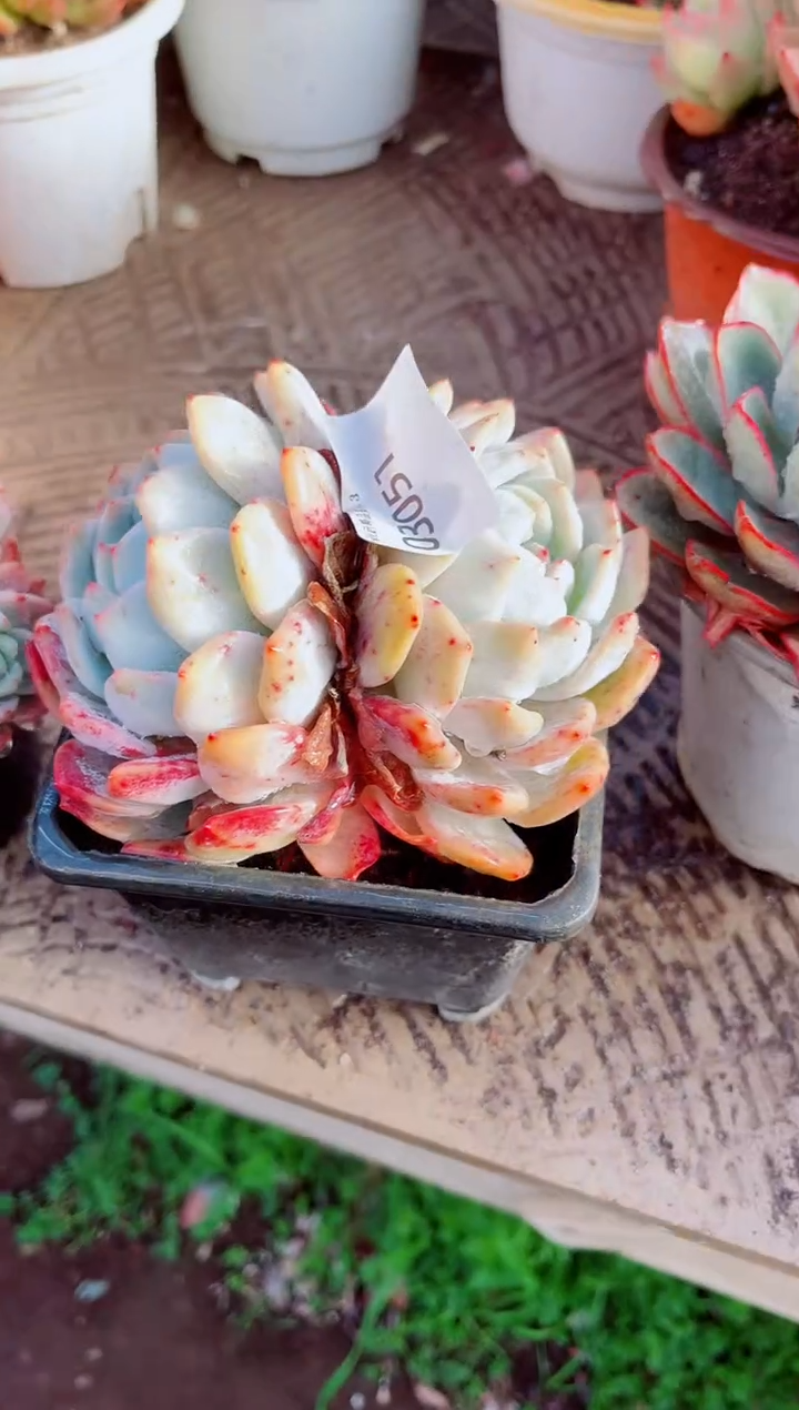 P**?跃跃精品多肉03051