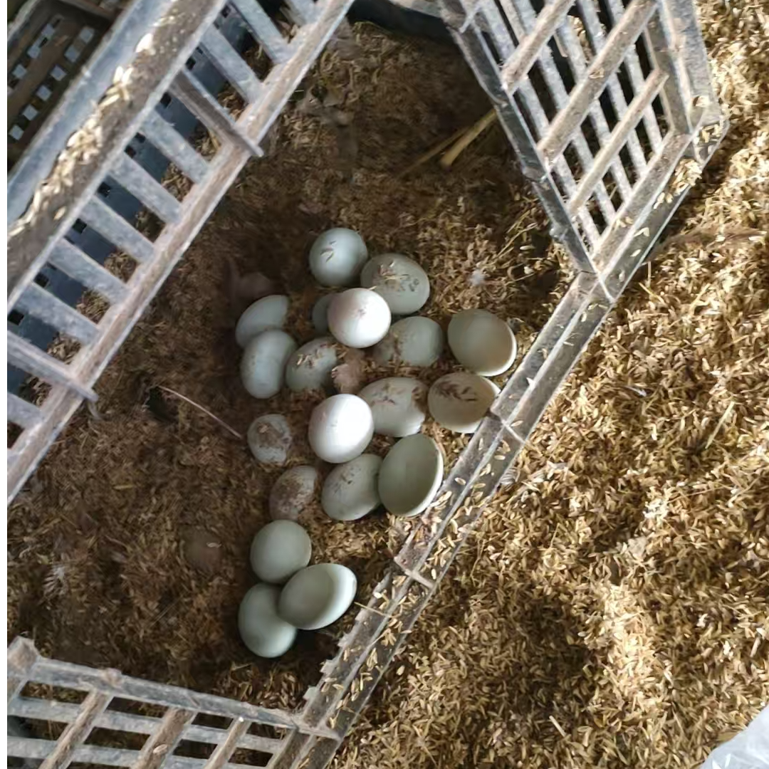 青泽农场-农家散养粮食喂养鸭蛋40枚