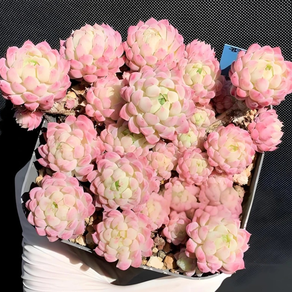 【鑫哥多肉】正版羊脂球多肉 全场多肉满两单送一颗满五单送两颗！！！