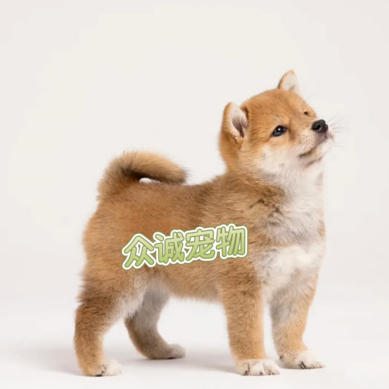 德信小豆柴活体不包邮运费自理（运费自理）赤色白色黑色萌宠