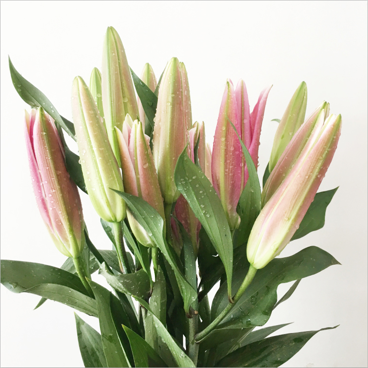 【百合粉色】香水百合新鲜鲜花花束云南鲜花基地直发适合客厅装饰