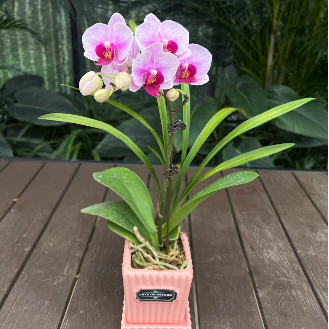 蝴蝶兰带花剑四季开花花期长室内绿植盆栽