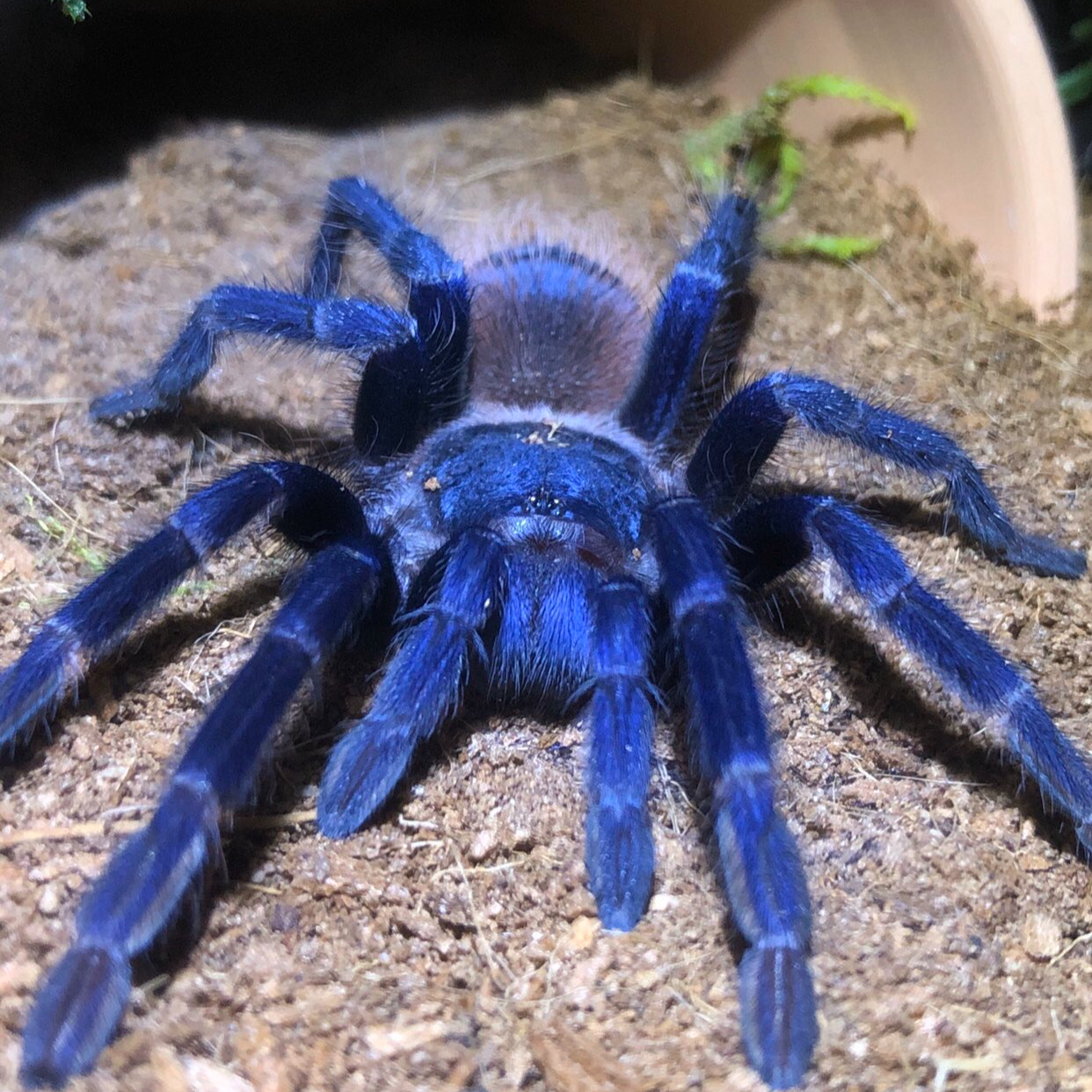 巴西大蓝蛛新手好养可爱宠物容易饲养