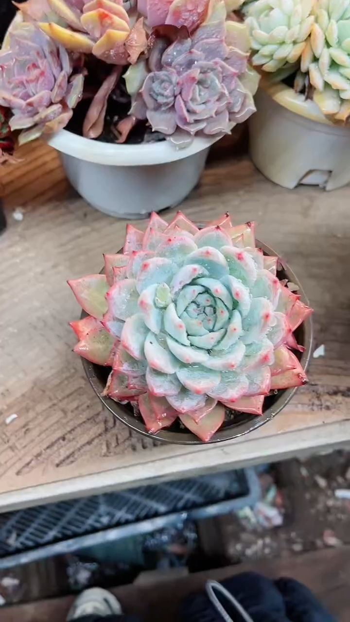 【闪购商品】15099