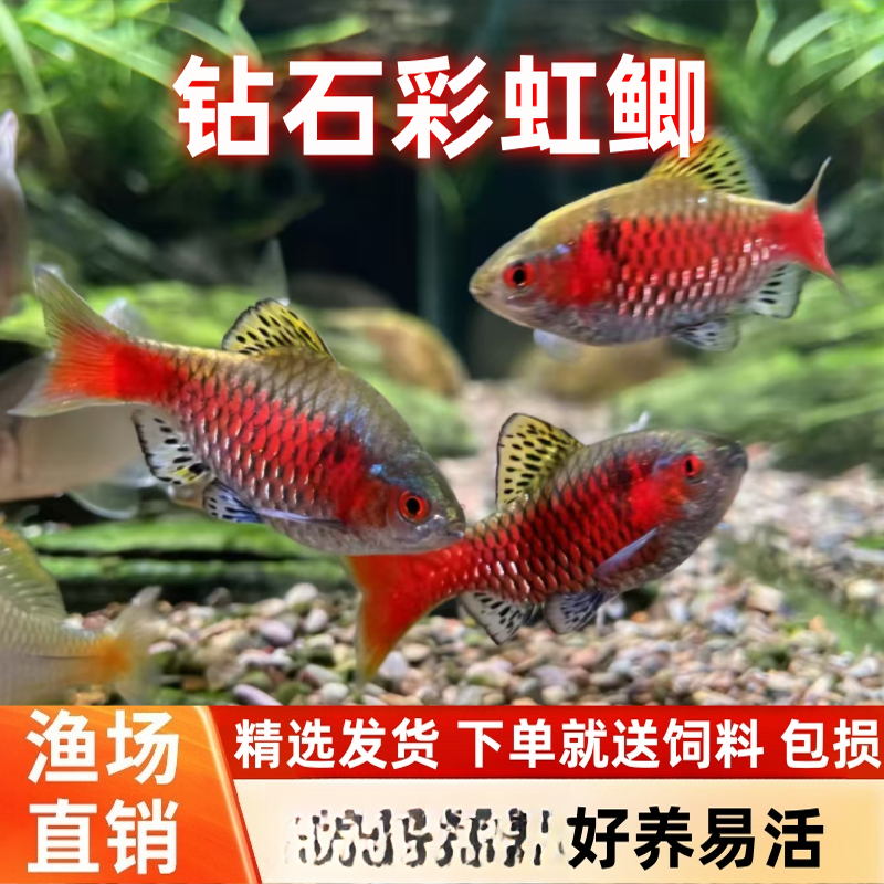 彩虹鲫冷水原生观赏鱼无需加温群游好养新手适用
