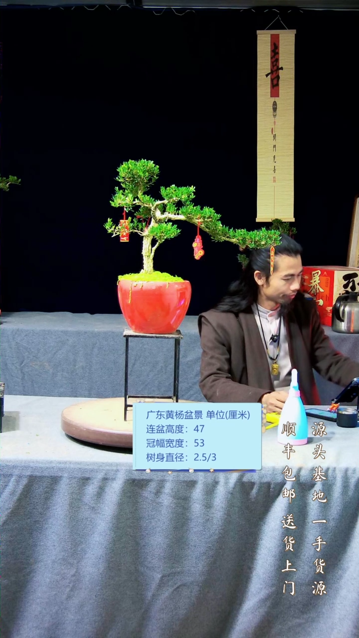 【闪购商品】黄杨盆景黄杨盆景