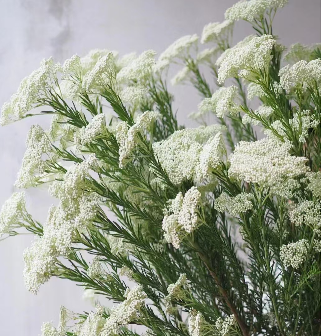 【买一送一】白色小米花  花朵像一颗颗小米粒小巧可爱云南鲜花