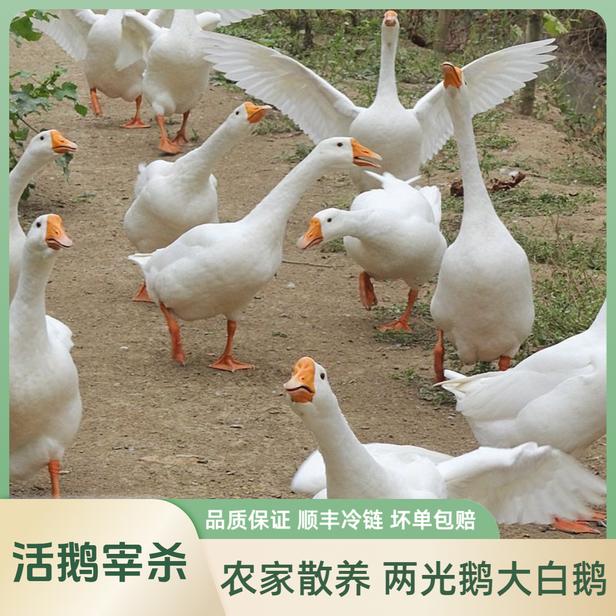 散养土鹅大白鹅两光鹅净膛新鲜现杀顺丰冷链