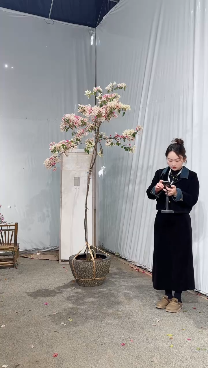 【闪购商品】盆景漳红樱