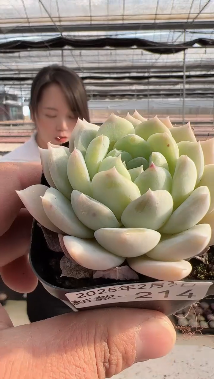 【闪购商品】新款多肉-214