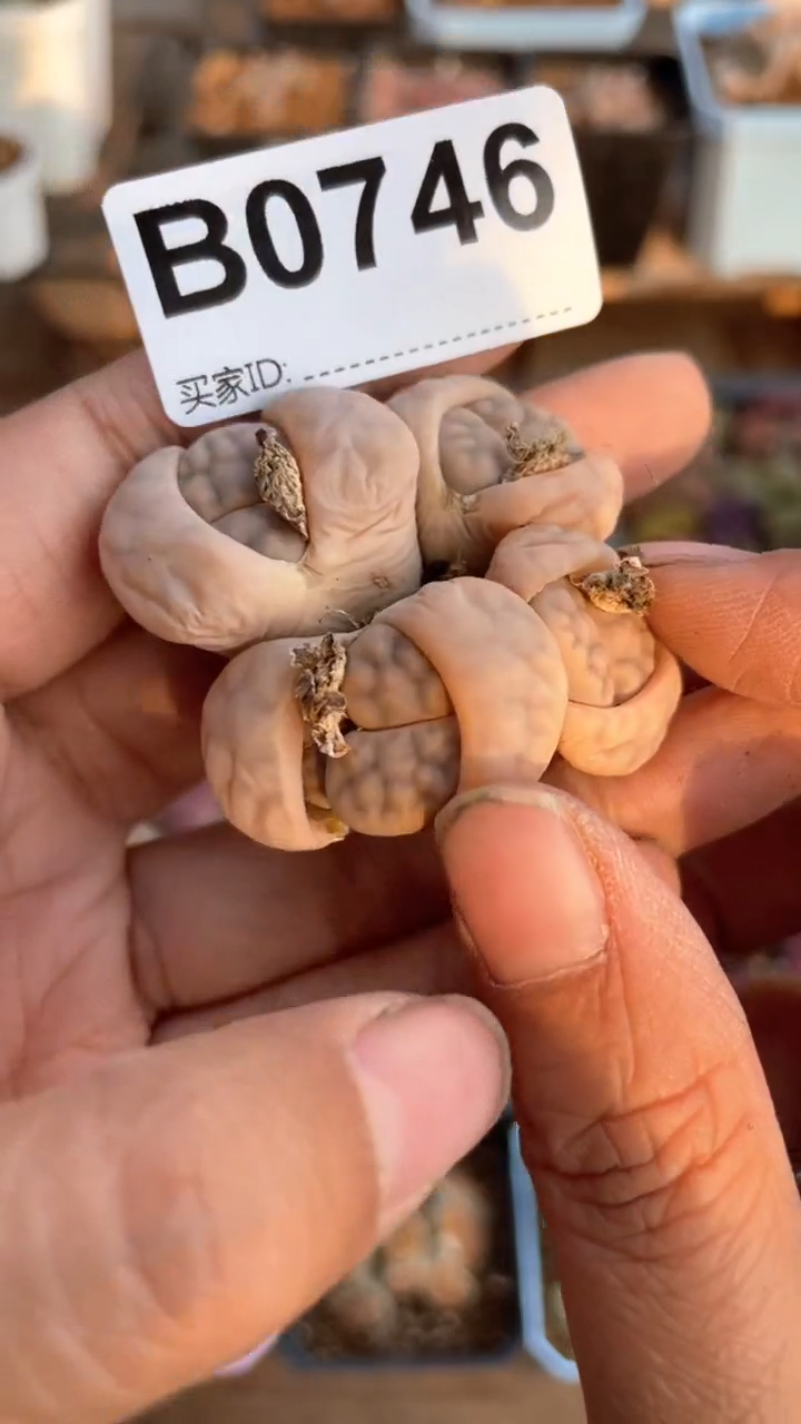 【闪购商品】0746直播一物一拍