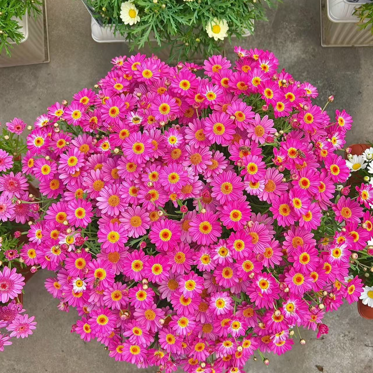 玛格丽特【玫红糖果】盆栽花卉适合阳台庭院耐热