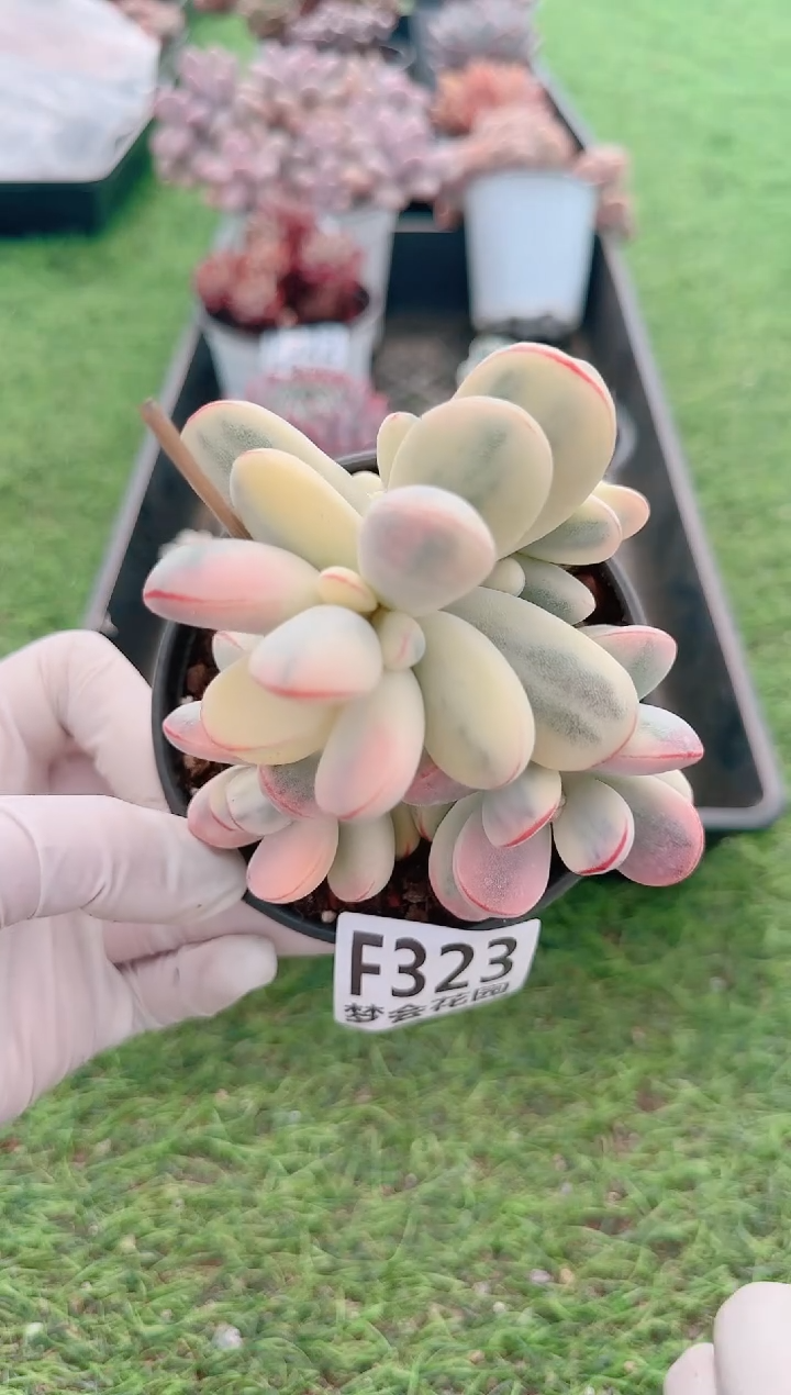 【闪购商品】梦会多肉一物一拍