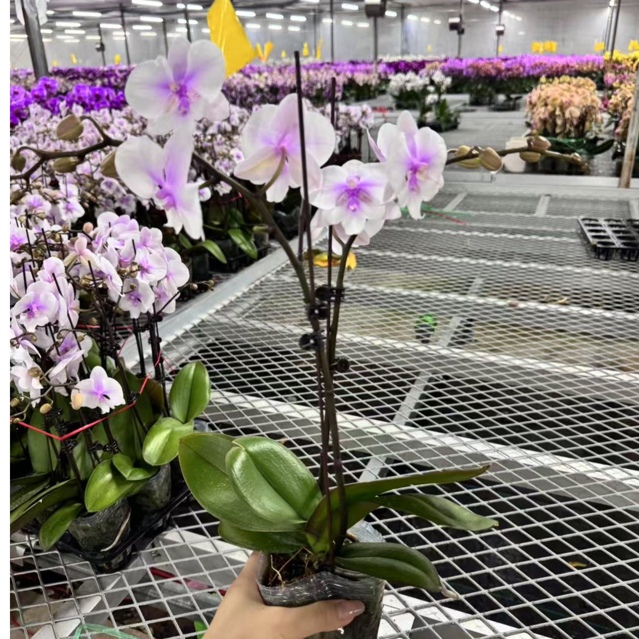 朝暮里蝴蝶兰【超群听风】（3.0寸）带花带花苞苗情超好开花珠发货