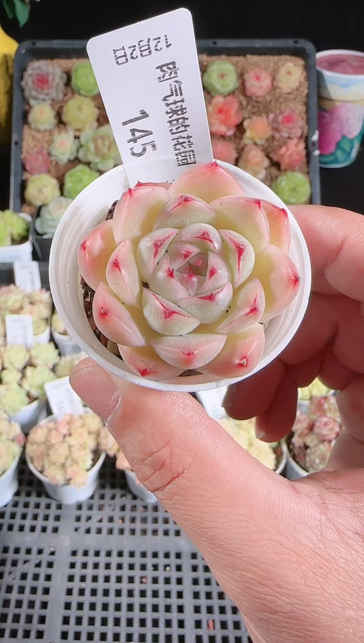 1202-145多肉群生不包整