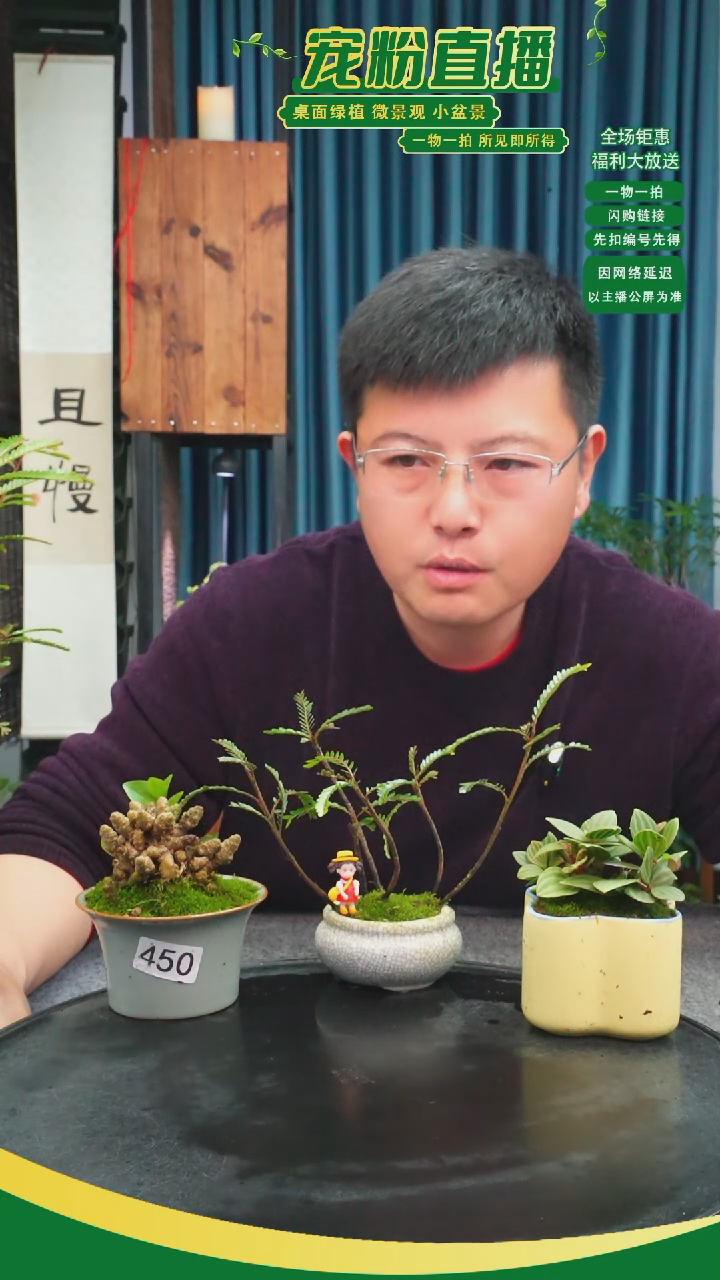 无花朵空苔藓微景观450号