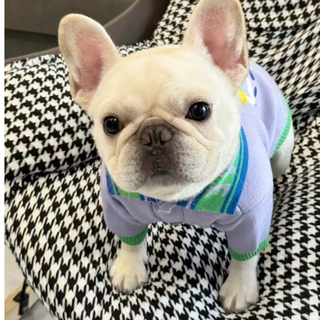 萌系活体法牛宠物小型犬