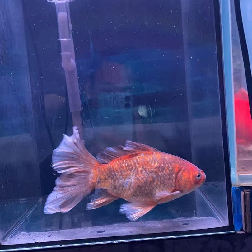 好养耐活的观赏鱼布里斯托 