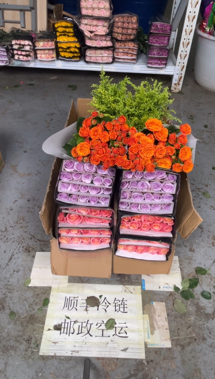 朱小姐20枝+海洋之歌20枝+橙色芭比10枝+黄莺