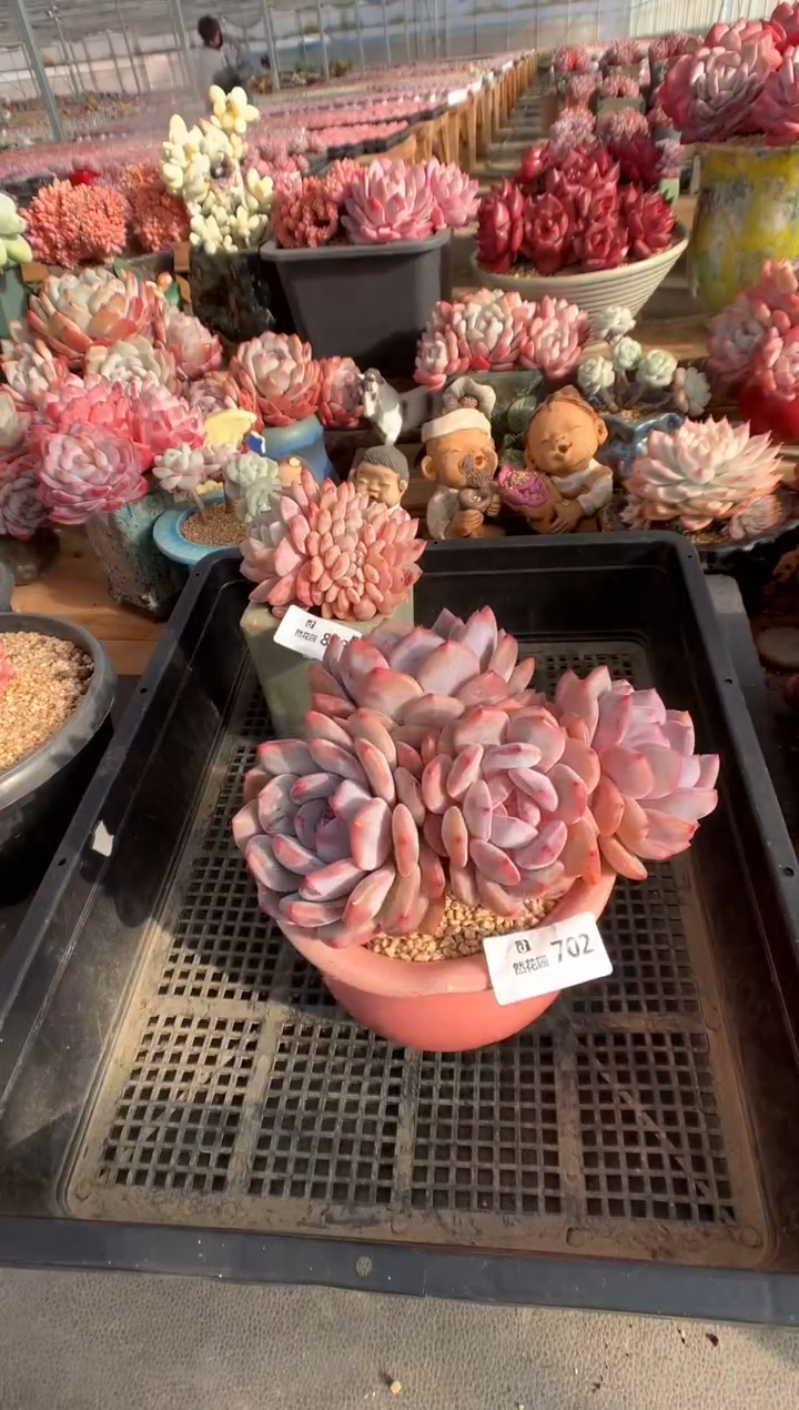 702紫皮橙多肉植物一物一拍