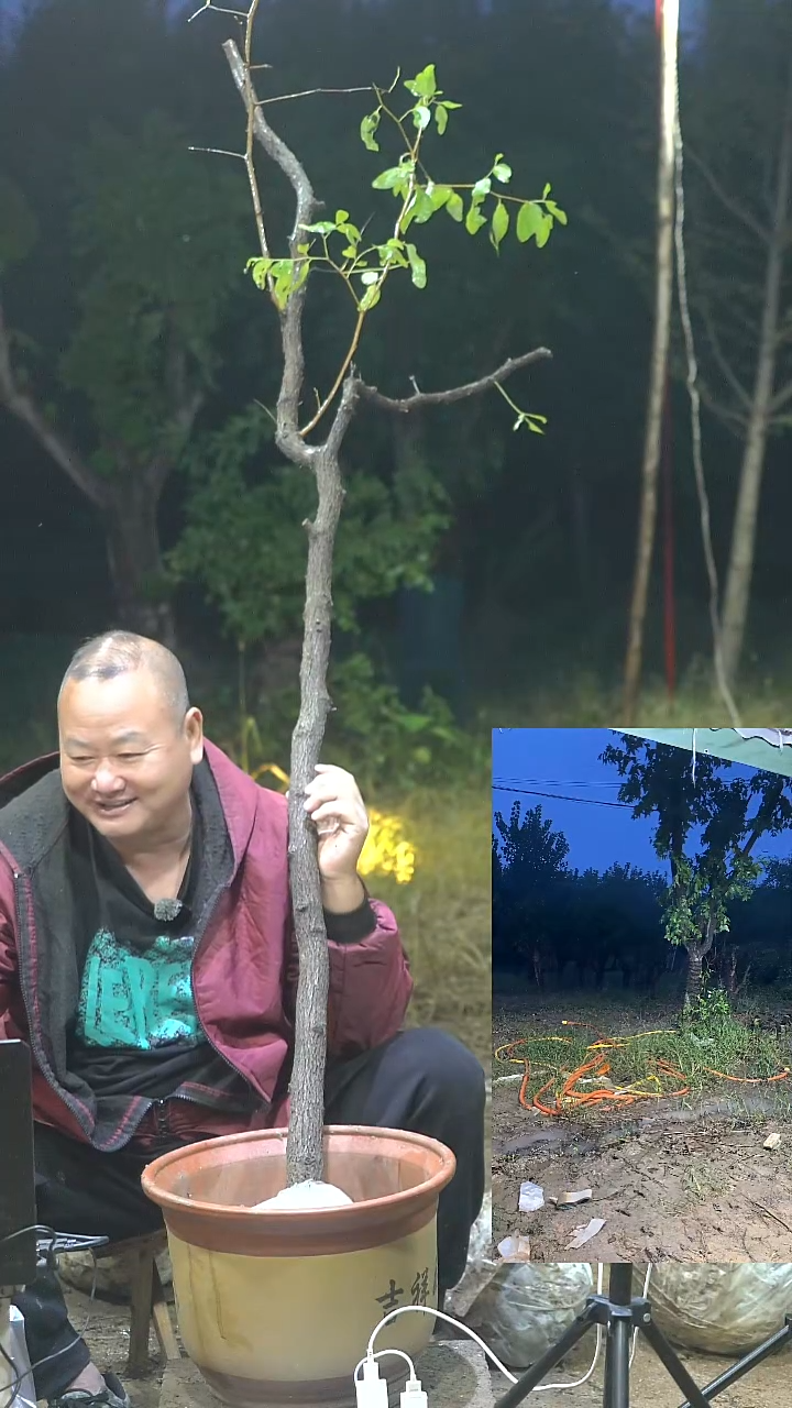 完全开放枣树0002