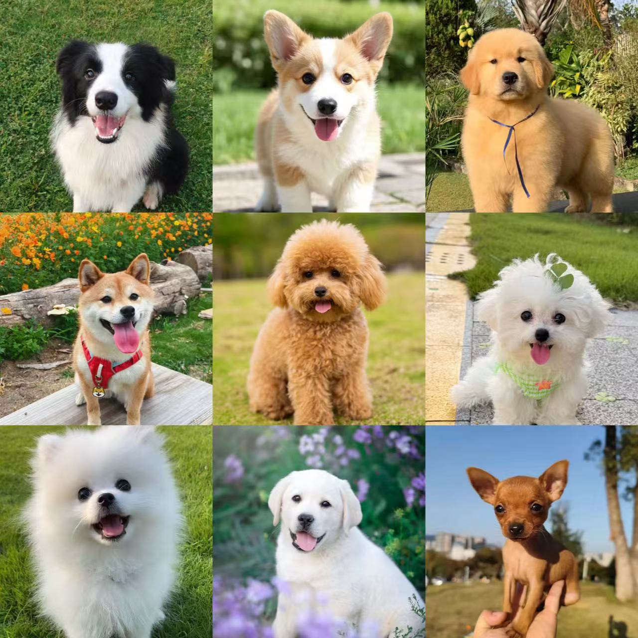 （苏州臧书）T狗狗活体