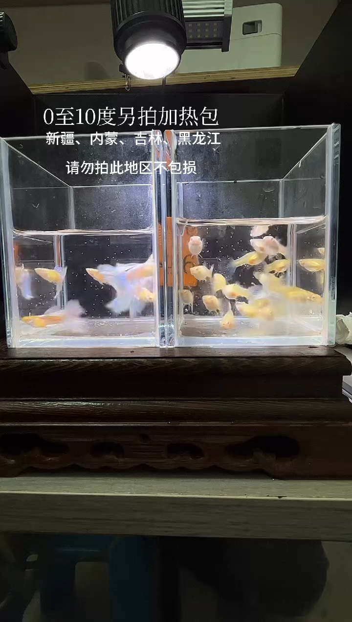 孔雀鱼蓝白锈编号46
