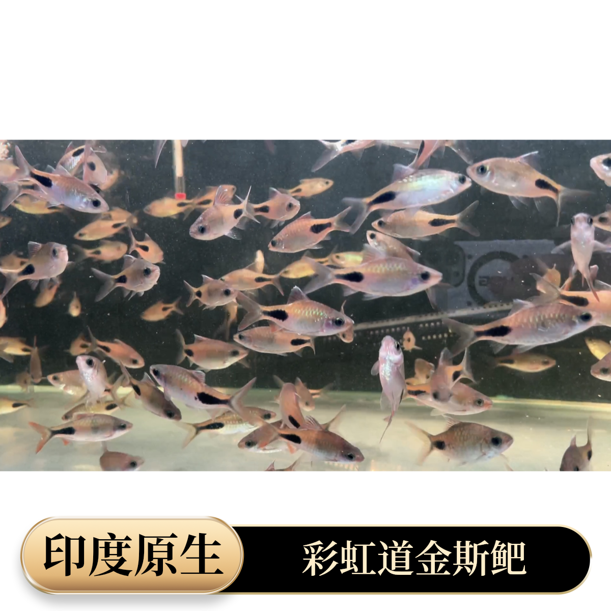 观赏鱼 印度野彩虹道金斯鲃 