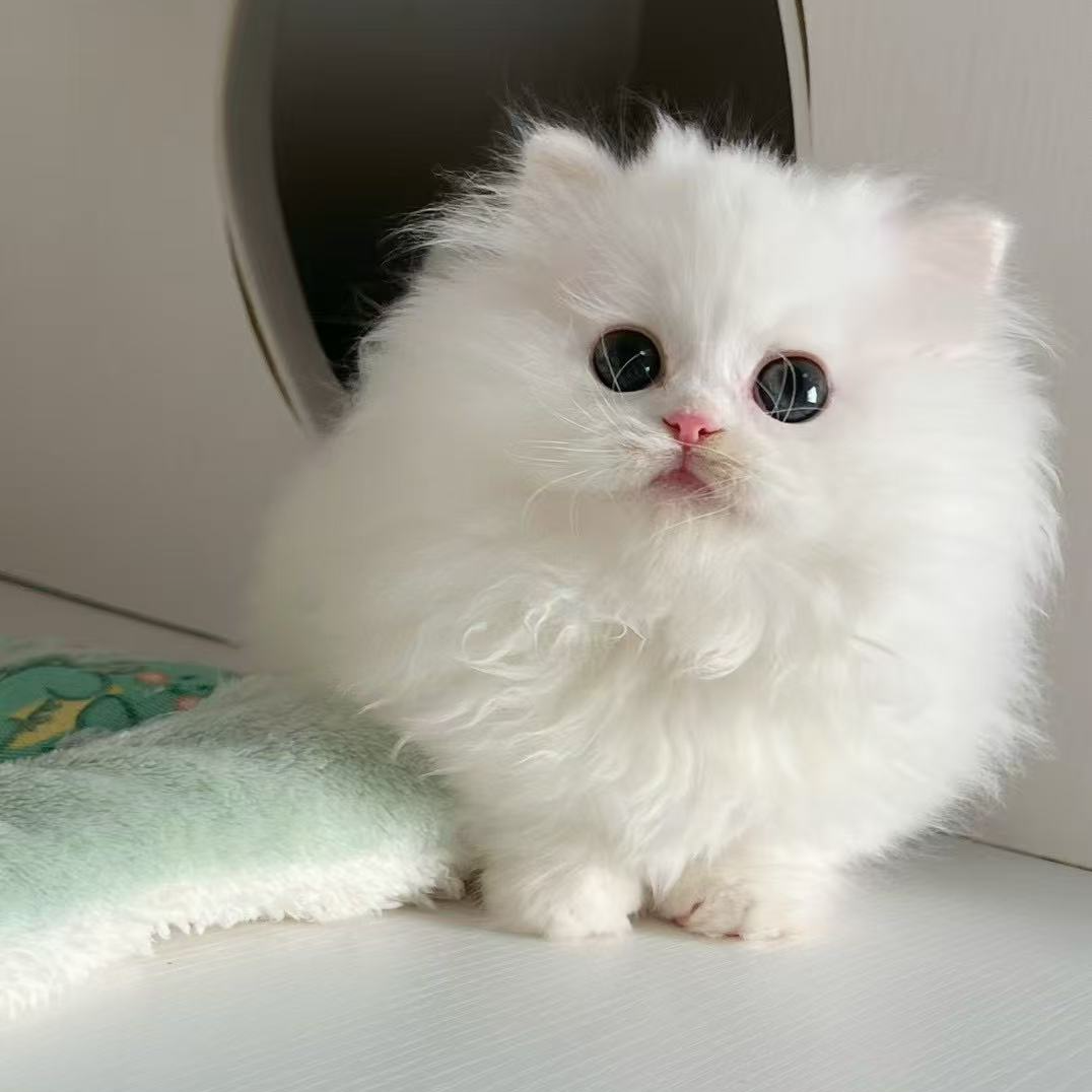 Angel（安吉拉）-纯白拿破仑猫咪（悠米家）