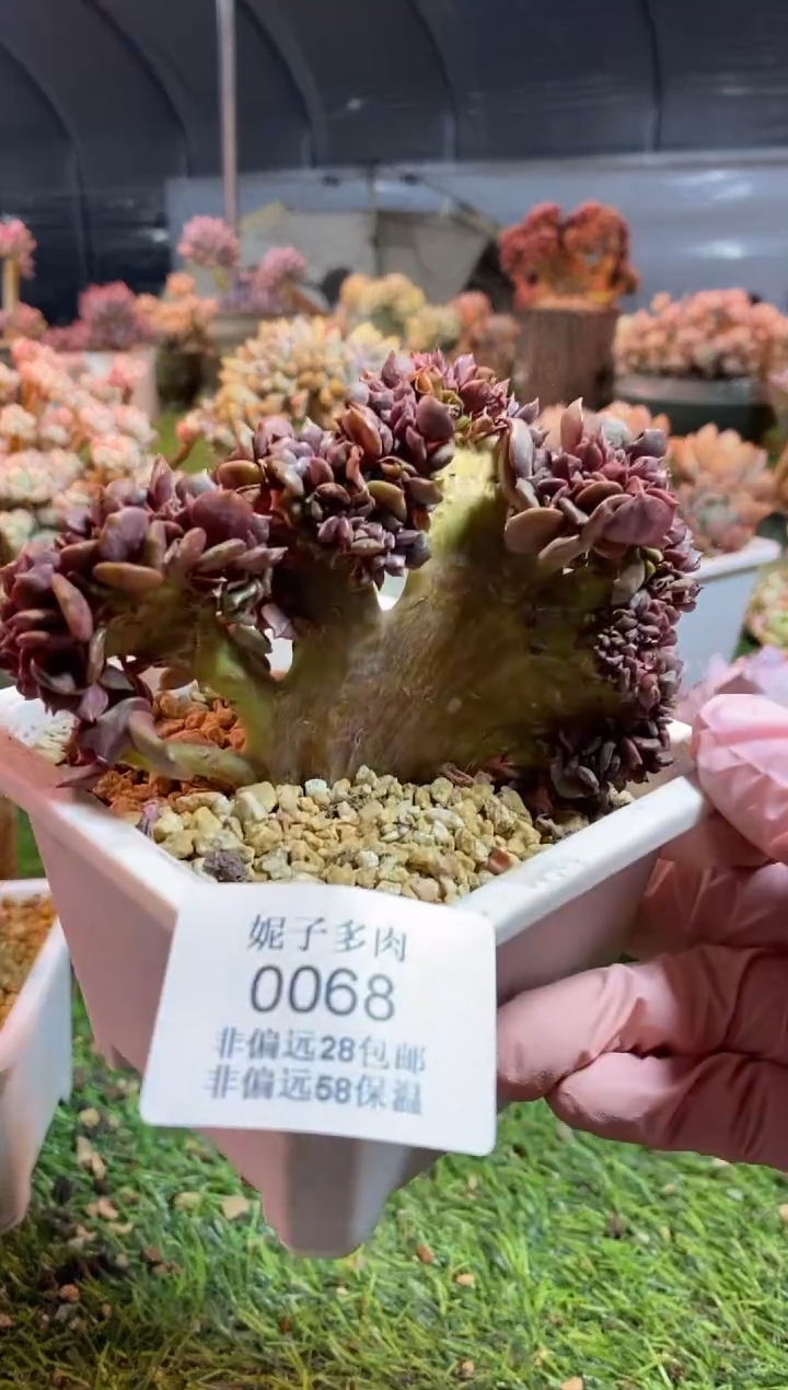 【闪购商品】0068a