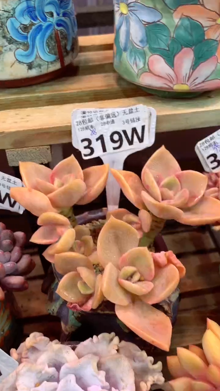 319W（一物一拍，精品多肉，w所见即所得 ）
